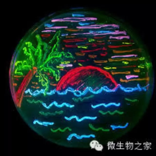 菌落特征比較總結(jié)