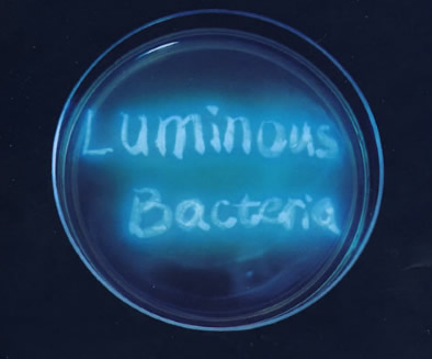 青海發(fā)光桿菌菌種保藏方法操作步驟