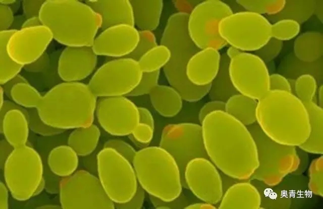 四種酵母培養(yǎng)基的配方與操作步驟