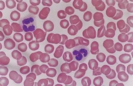 細胞計數(shù)與存活的測試實驗方法