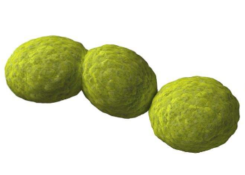 ATCC菌種庫消化鏈球菌(Peptostreptococcus)