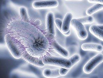 百歐博偉生物食品中病原性大腸埃希氏菌的檢驗(yàn)！-ATCC菌種