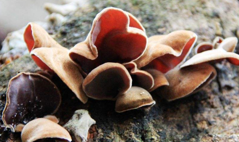 中國(guó)微生物菌種查詢網(wǎng)技術(shù)之黑木耳栽培技術(shù)!