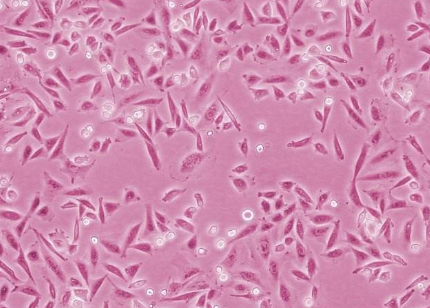 中國微生物菌種查詢網(wǎng)ATCC原代細(xì)胞的分離方法！