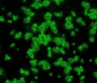 百歐博偉生物-ATCC細(xì)胞原代培養(yǎng)的原理介紹及注意事項!