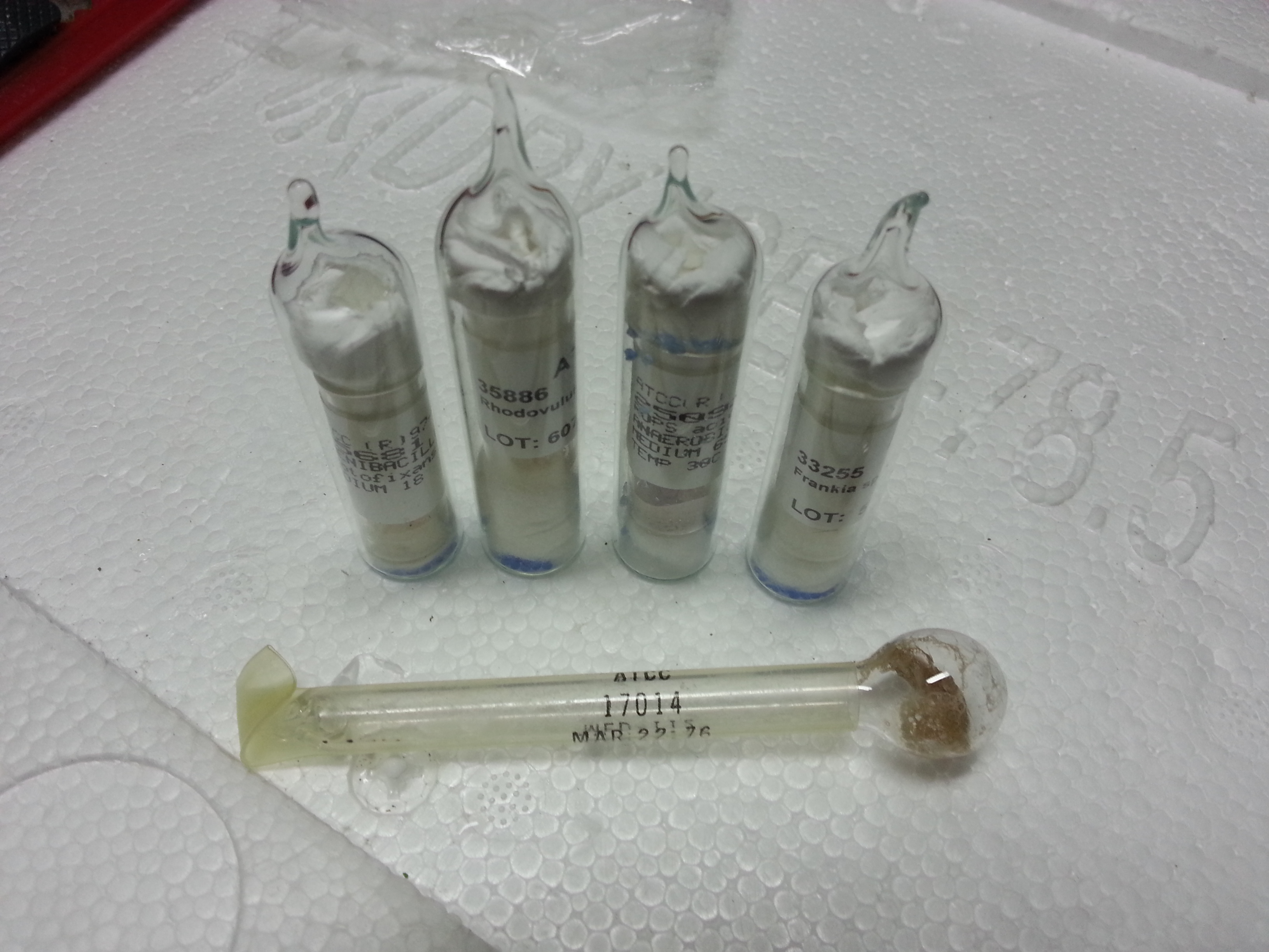 原代上皮細(xì)胞與原代成纖維細(xì)胞培養(yǎng)的分離純化！