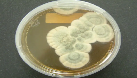 ATCC 28089 产黄青霉冻干管打管说明书！