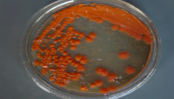 极具开发和利用价值的酵母菌——胶红酵母