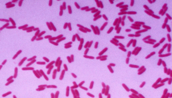 产碱假单胞菌的特点与培养及保藏方法！