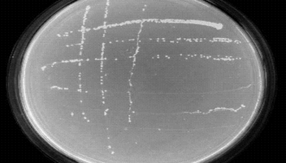 埃氏慢生根瘤菌的知识简介及冻干管打管说明！