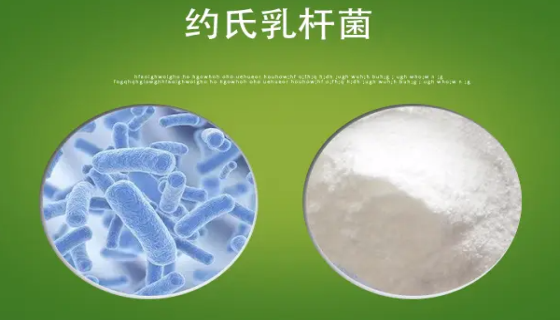 约氏乳杆菌——用于益生菌类保健食品生产