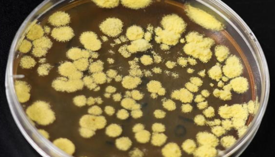 冠突散囊菌的培养方法与使用范围！
