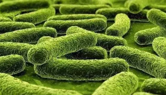 青春双歧杆菌的性质、用途与生产工艺！