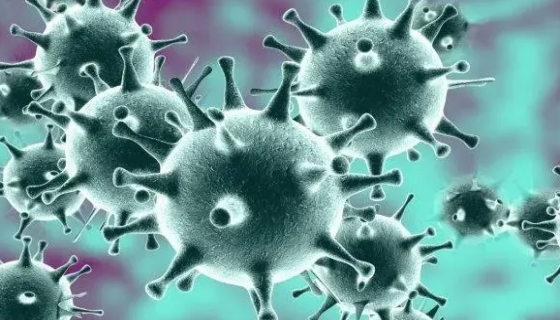 ATCC VR-867 猫传染性腹膜炎病毒 