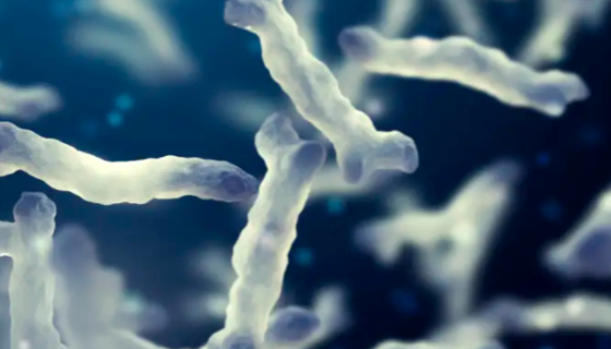 两歧双歧杆菌的培养方法与实验内容！