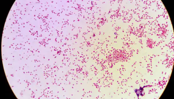 淋病奈瑟氏菌 ATCC BAA-1842 百欧博伟生物