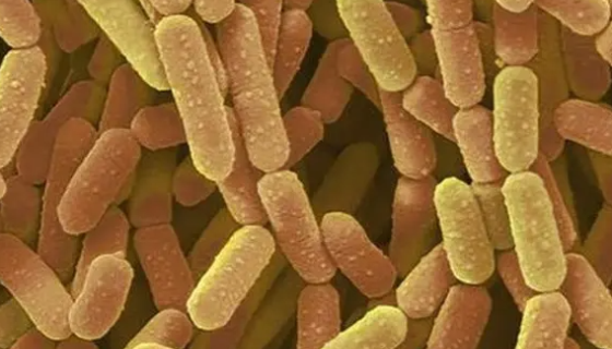 鼠李糖乳杆菌的功能特性及应用价值和发展前景！