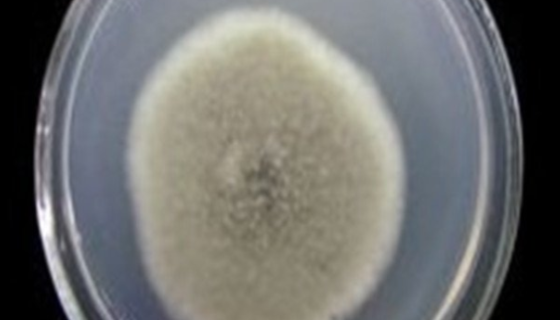 苹果黑腐皮壳的形态特征与培养条件及注意事项！