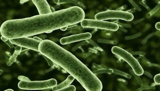 枯草芽孢杆菌的作用与使用方法及应用领域！