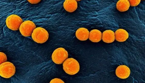 屎肠球菌的多种应用！百欧博伟生物