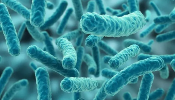 植物乳杆菌的保健作用与执行标准及注意事项！