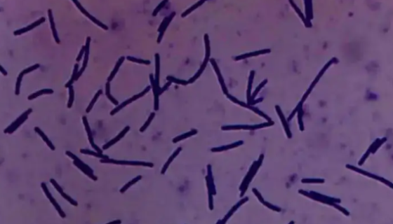 嗜热链球菌的性质、用途与生产工艺！