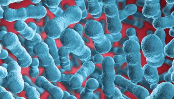 ATCC 25204 鸡滑液囊支原体 百欧博伟生物