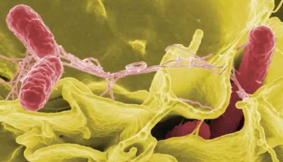 原始编号：TA98 鼠伤寒沙门氏菌的注意事项！