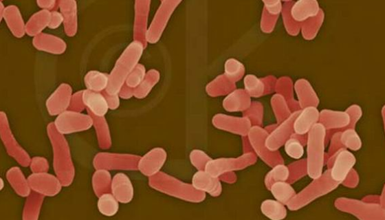 ATCC 19686 副偶然分枝杆菌 百欧博伟生物