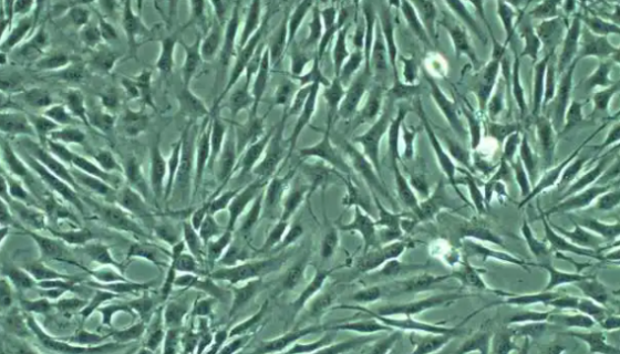 人心肌细胞的培养与使用方法及质量检测！