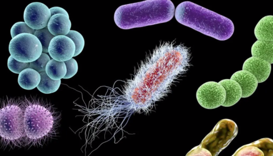 变异链球菌的感染源及其微生态学研究进展！