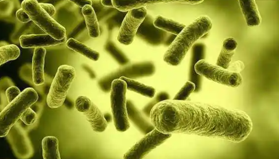 阴道乳杆菌的主要种群异同与健康研究！