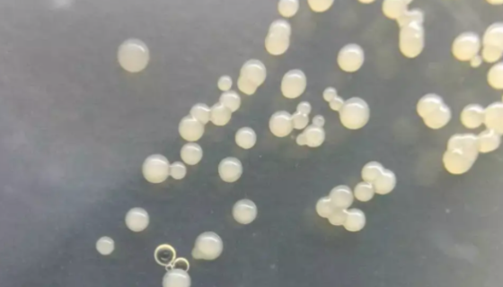 多粘类芽孢杆菌的作用与功效及使用方法！