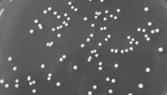 乳酸乳球菌乳酸亚种双乙酰变种打管说明书！