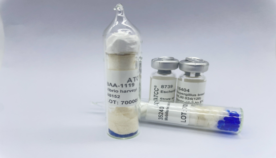 ATCC 700842 百欧博伟生物 微生物菌种