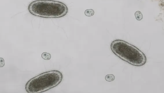 栖瘤胃普雷沃氏菌 百欧博伟生物 ATCC 19189