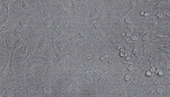 小鼠髓样树突状细胞复苏与传代及冻存操作说明！