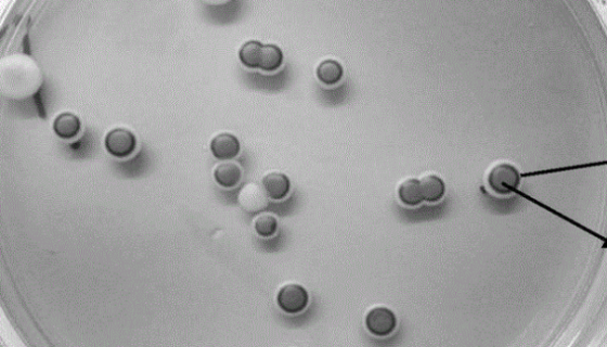 乳酸克鲁维酵母的生命周期与能量代谢及工业应用！