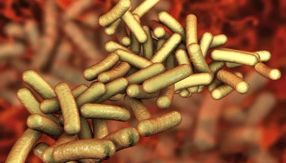 普通变形杆菌的生物与病理特性及预防与治疗！