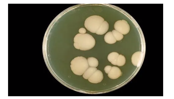 白色念珠菌的特征与生存环境及在DYMD系统的位置！