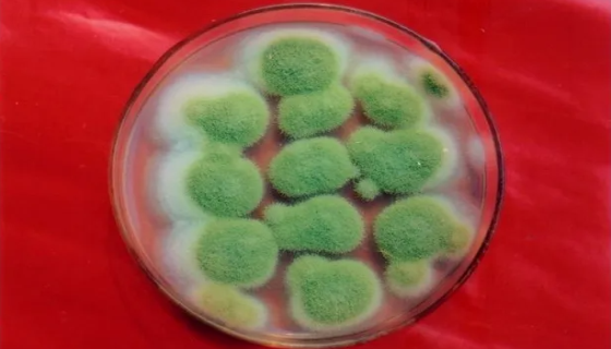 米曲霉的形态特征与生理特性及主要应用！