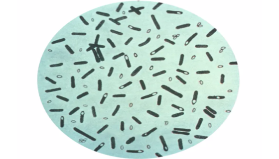 生孢梭菌的主要应用与治疗作用及实验研究！