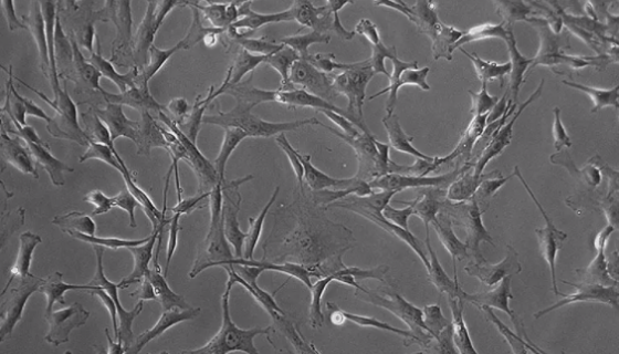 人主动脉平滑肌细胞的生理功能与主要用途！