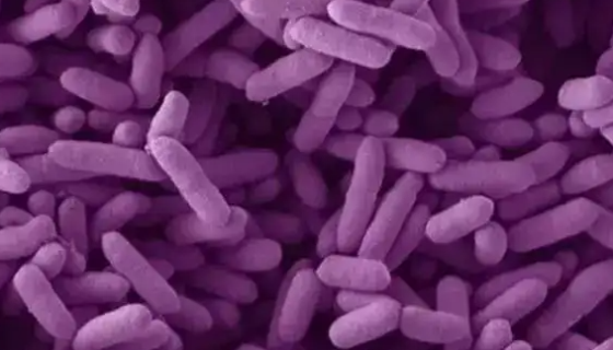 多形拟杆菌——一个影响你体重的肠道细菌！