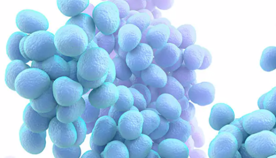 ATCC 27844 人葡萄球菌的保藏条件与注意事项！