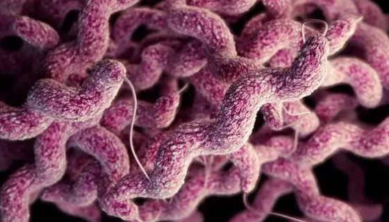 空肠弯曲菌的生物学特性及微生物学检测！