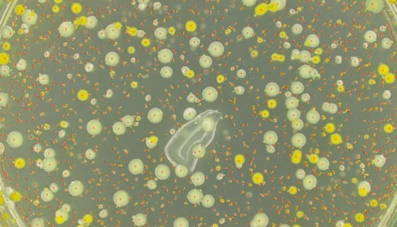 荧光假单胞菌的特点与作用及应用领域！