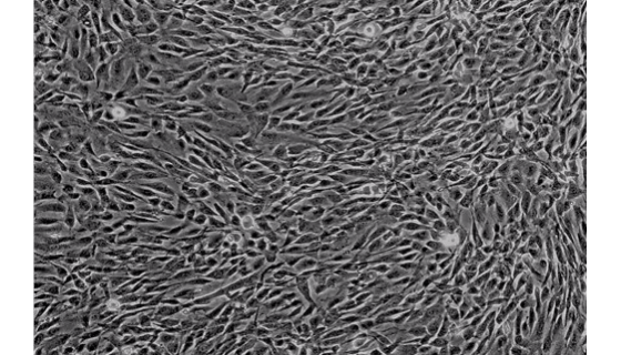 猪睾丸支持细胞复苏与传代及冻存操作说明！