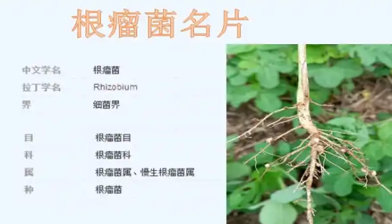 费氏中华根瘤菌单层冻干管打管说明书！