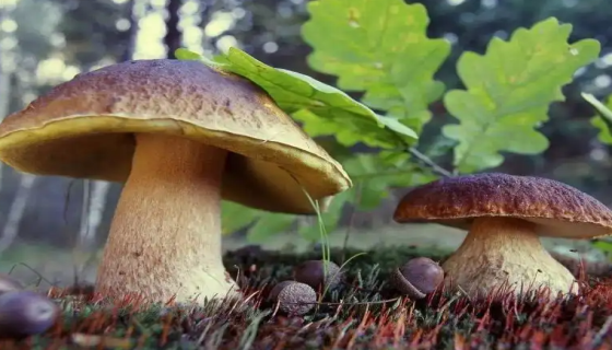 格利菲斯瓦尔德镇磁螺菌的保藏方法与注意事项！